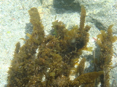 Dictyota kunthii