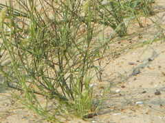 Cenchrus tribuloides