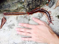 Scolopendra multidens