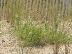 Cenchrus tribuloides