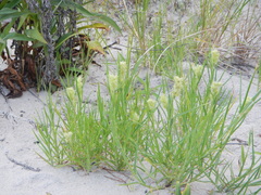 Cenchrus tribuloides