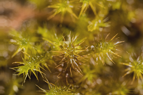 Representative image of Campylium