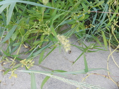 Cenchrus tribuloides