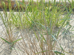 Cenchrus tribuloides