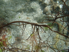 Gracilaria chilensis