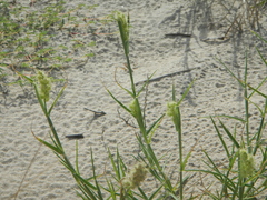 Cenchrus tribuloides