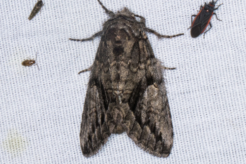 How to identify Heterocampa averna Barnes & McDunnough, 1910