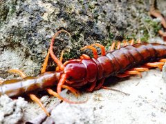 Scolopendra multidens
