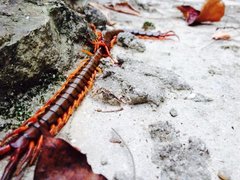 Scolopendra multidens