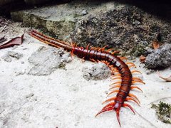 Scolopendra multidens