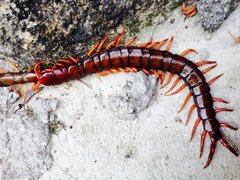 Scolopendra multidens