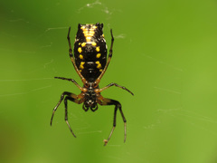 Micrathena funebris