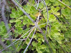 Osmitopsis dentata