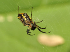 Micrathena funebris