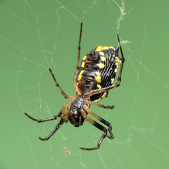 Micrathena funebris