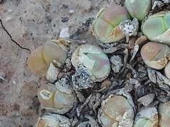 Gibbaeum nuciforme