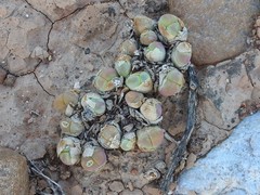 Gibbaeum nuciforme