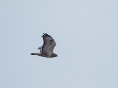 Buteo lagopus