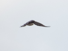 Buteo lagopus