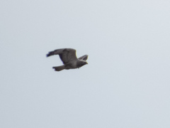 Buteo lagopus