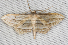 Arcobara multilineata