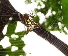 Micrathena acuta