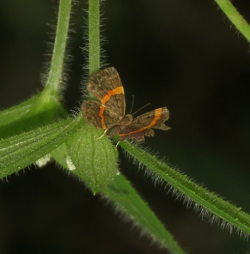 Comphotis sophistes