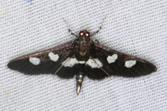 Desmia funeralis