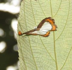 Nymphidium caricae