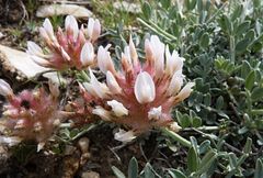 Astragalus pulcher