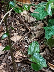 Aristolochia acuminata