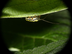 Zeale nigromaculata