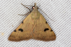 Hemeroplanis historialis