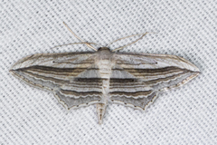 Arcobara multilineata