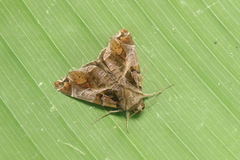 Calyptis idonoides