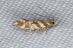 Aristotelia devexella