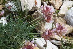 Astragalus pulcher