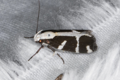 Epilechia catalinella