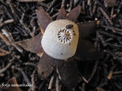 Geastrum campestre