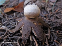 Geastrum campestre