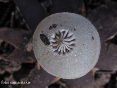 Geastrum campestre