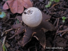 Geastrum campestre