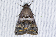 Bulia similaris