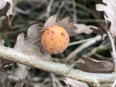 Cynips quercusfolii