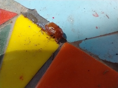 Scaptocoris castaneus