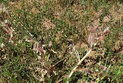 Astragalus rubromarginatus