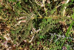 Astragalus rubromarginatus