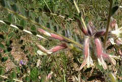Astragalus rubromarginatus