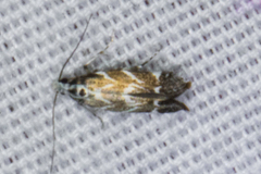 Aristotelia hexacopa