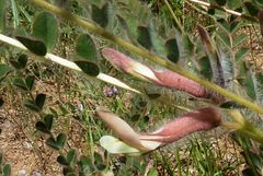 Astragalus rubromarginatus